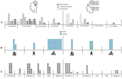 The brain in motion–cognitive effects of simultaneous motor activity